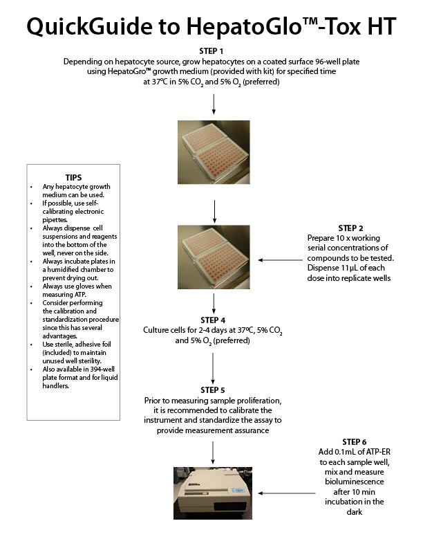 Standardized and Complete Bioluminescence Hepatotoxicity Assay Platform